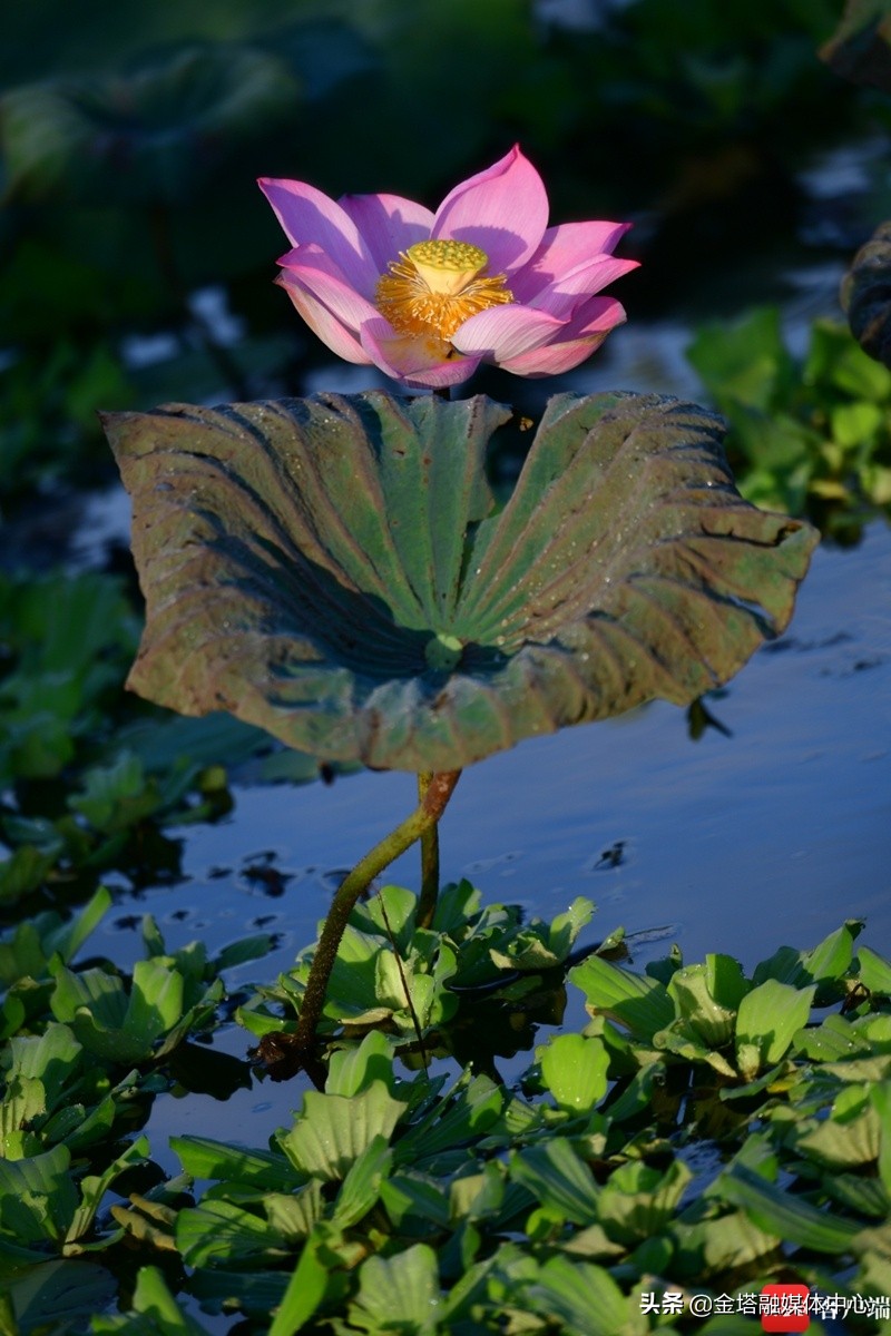 海口五源河湿地公园,海南海口五源河国家湿地公园