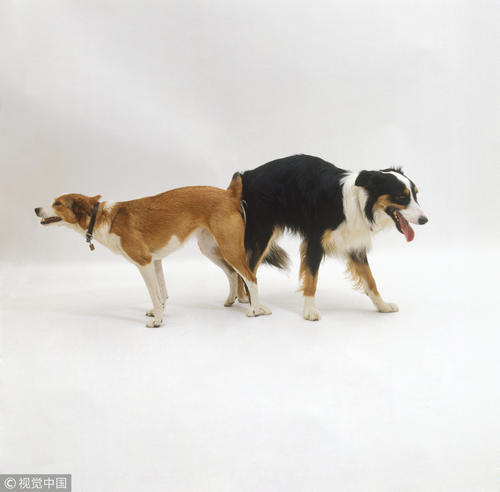 为什么汪星人交配时难舍难分，喵星人却撕心裂肺？