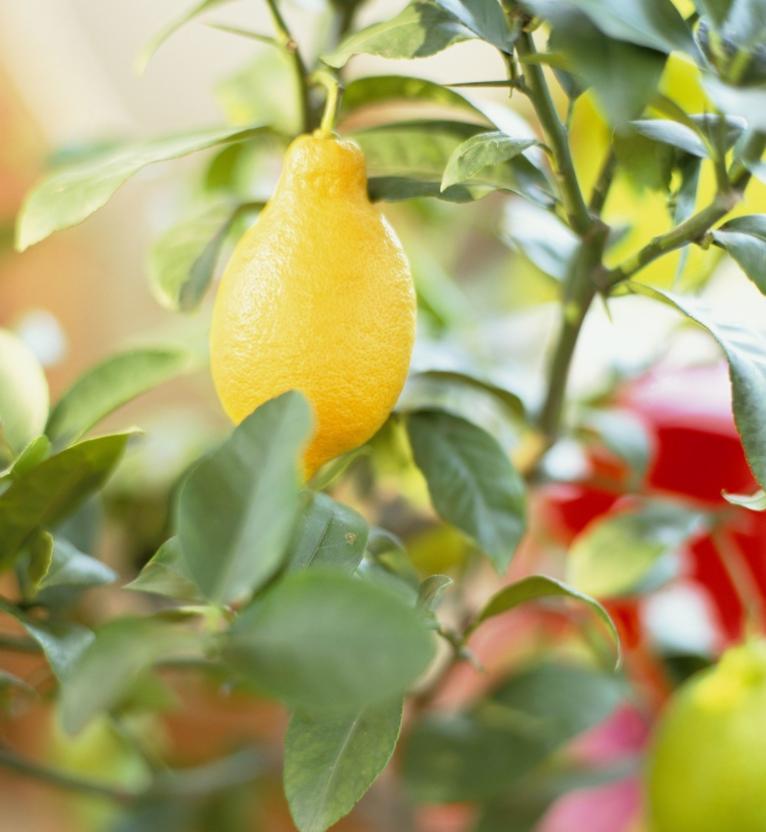 柠檬树种家里的好处,把柠檬树搬到阳光下