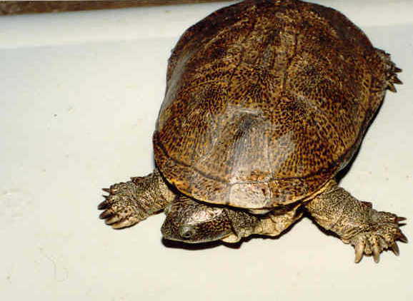 匠志萌宠乐园教学,匠志萌宠