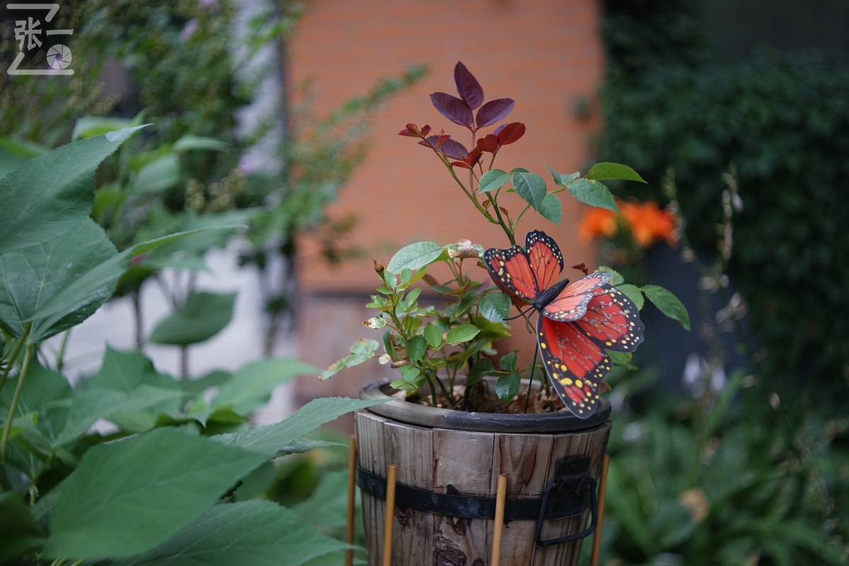 适合索尼a7m4的50定焦镜头测评,索尼a7m4镜头24-105f4测评