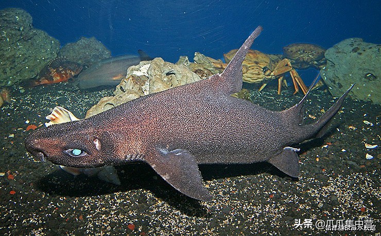 人工养殖鲨鱼死了怎么办,人工饲养虎鲸为啥短命