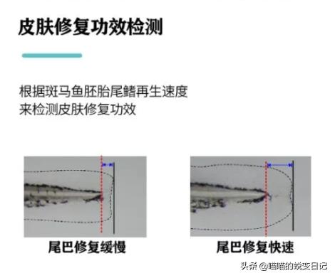 薇娅推荐+欧美国家断货，*麻大**CBD凭什么成为护肤网红成分扛把子？