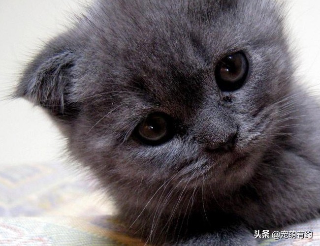 俄罗斯蓝猫的特征有哪些,俄罗斯蓝猫有味道