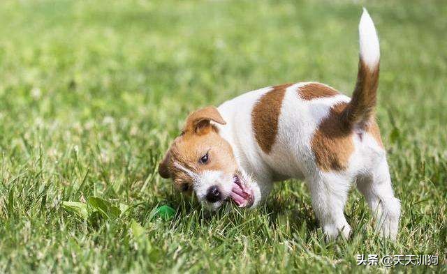 如果狗狗不听话该怎么惩罚呢,狗狗不听话喊不回来怎么办