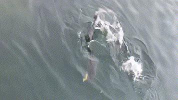 路亚拟饵打捞神器,路亚弹射抛投器