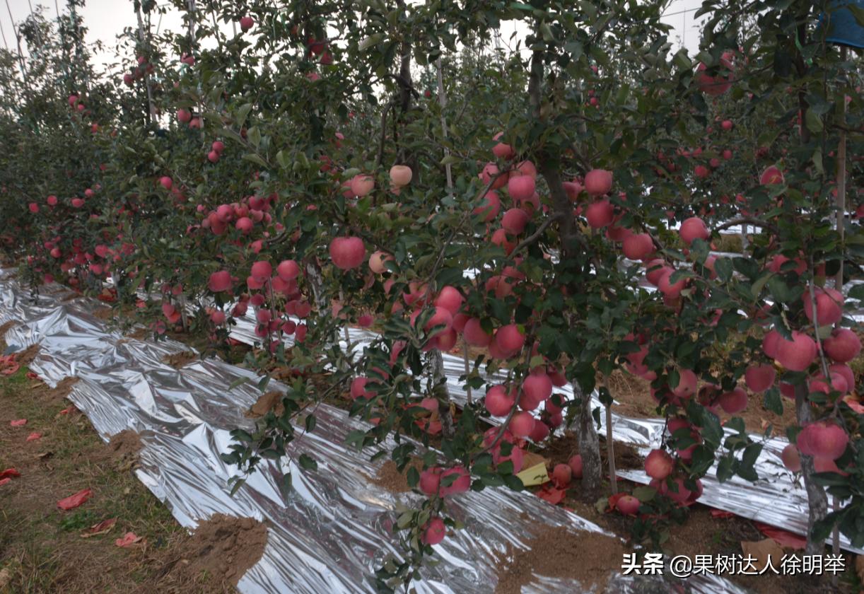生态果园发展模式,生态果园助推乡村振兴工作