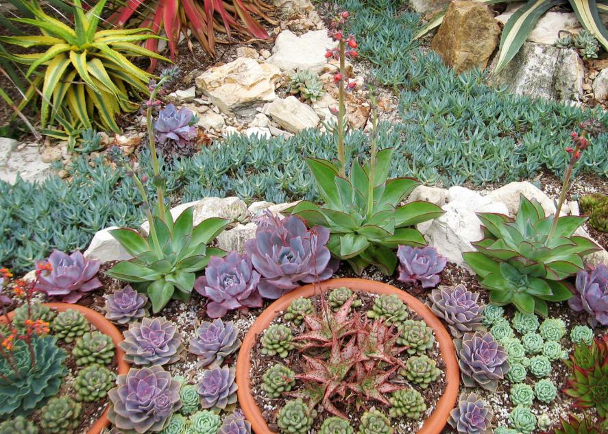 多肉淋雨徒长了怎么办,多肉梅雨季节发霉