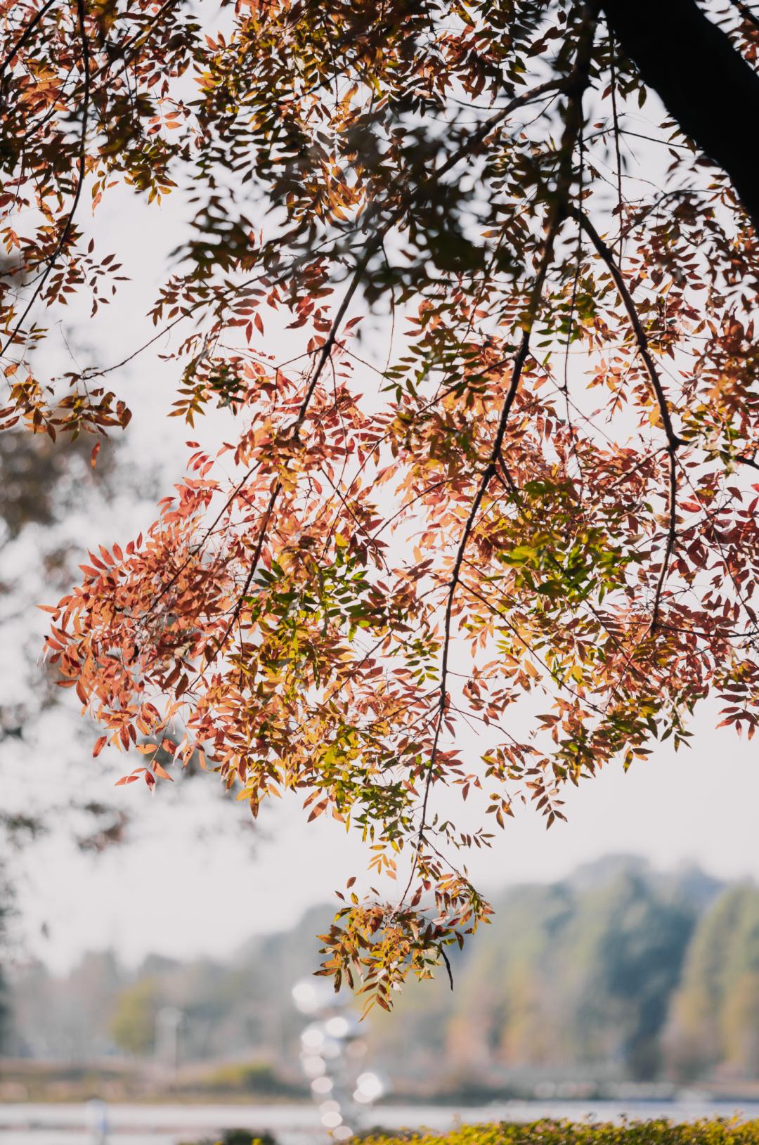 上海最美秋景,上海哪些公园可以拍秋景