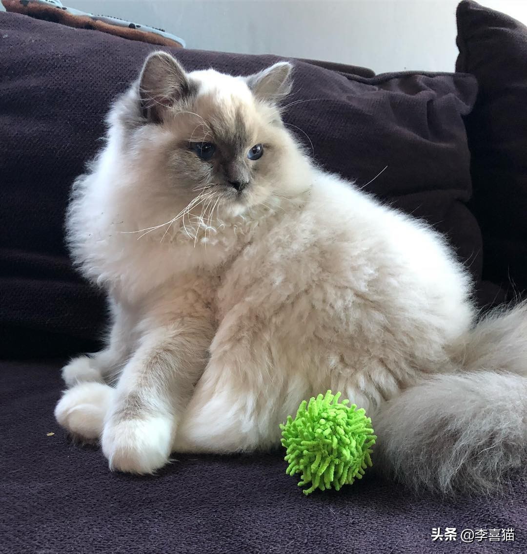 猫咪最喜欢的8类玩具 (铲屎官必备猫玩具大全)