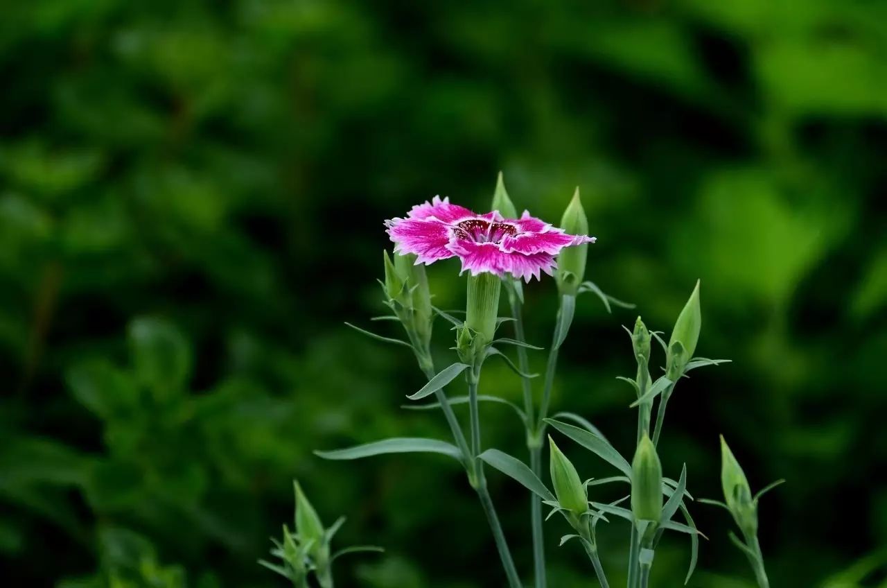 懒人花园植物,懒人花草100种