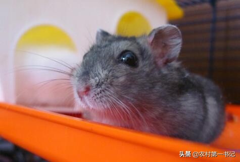 被自己养的仓鼠咬到了要打疫苗吗,家养的仓鼠咬了需要打疫苗吗