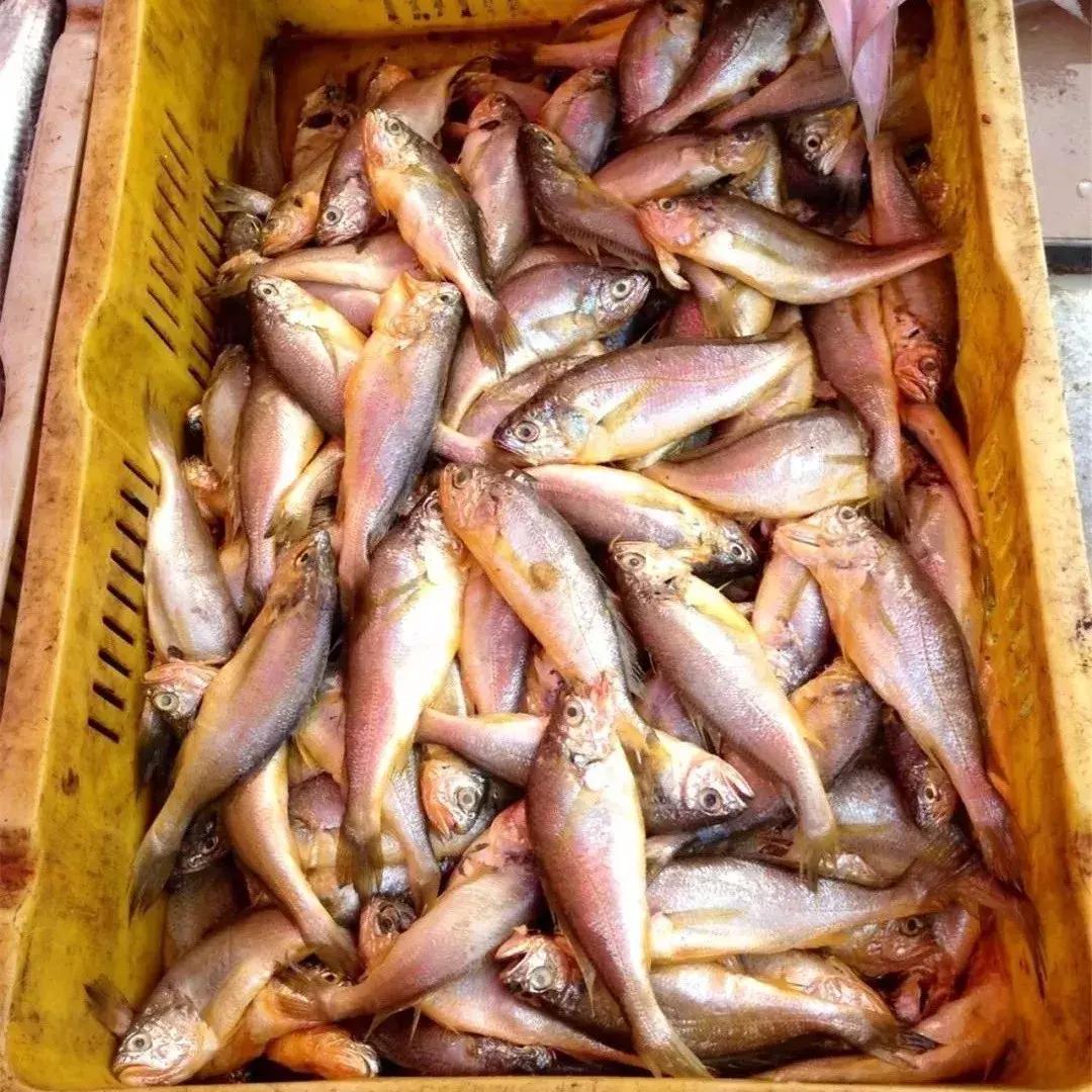 开捕啦3：黄鱼金灿灿，大黄鱼小黄鱼你爱哪一款？