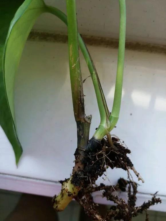 绿萝黄叶的原因及解决方法,绿萝黄叶的原因和解决方法