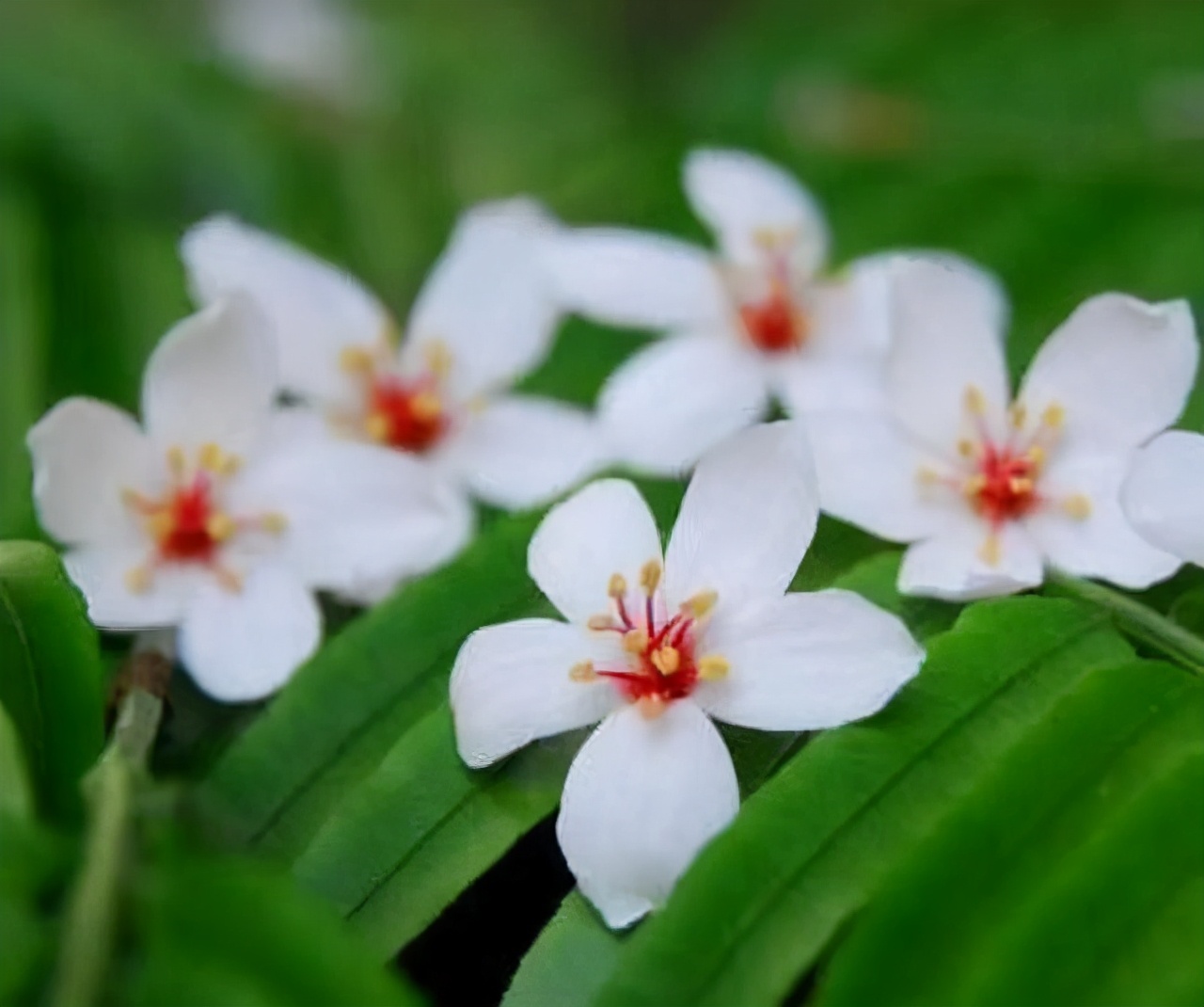 如何看待凤凰男的爱情生活,凤凰男被骗婚