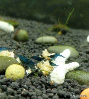 十大养不死的观赏虾品种,蓝宝石虾是不是养单一品种比较好