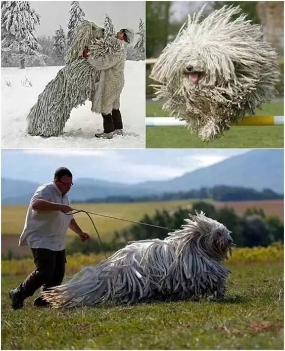 世界最罕见的十个杂交动物,不忍直视世界罕见的十大变异动物