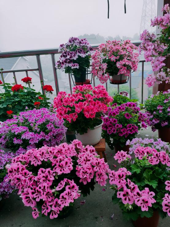 天竺葵怎么养才开花长久,天竺葵怎样养护开花不断