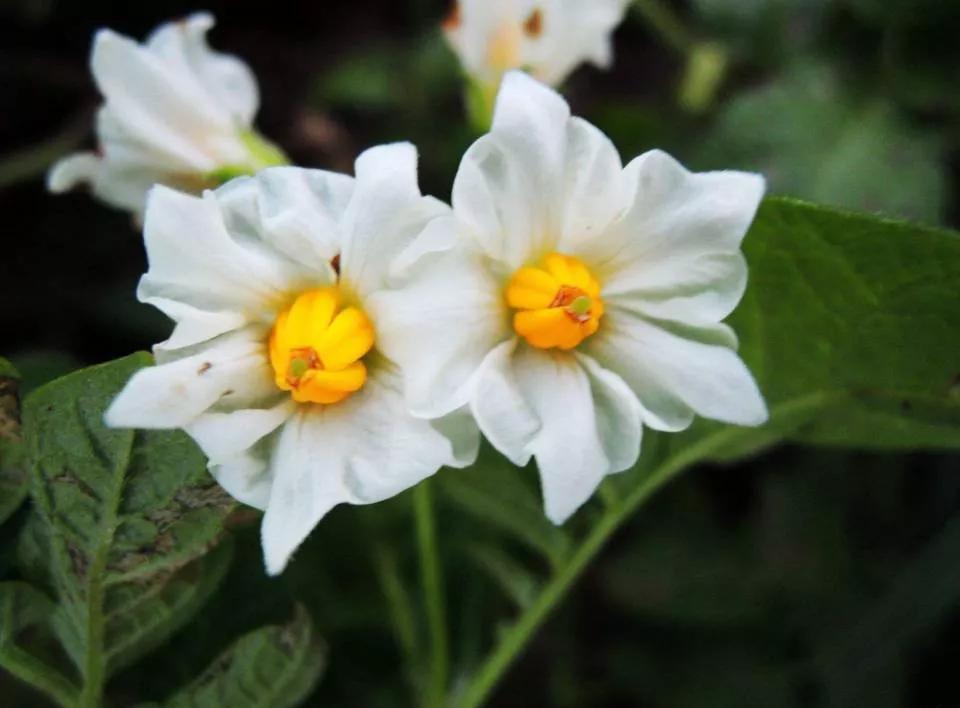 张北最美的景区是哪里,最美的草原自驾游路线攻略