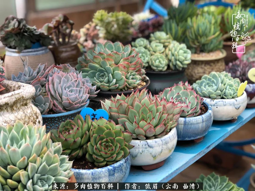 多肉怎么养度夏,多肉怎么养之度夏篇
