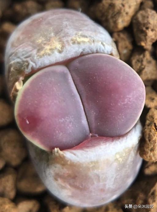 生石花初学者,生石花植物科普解说