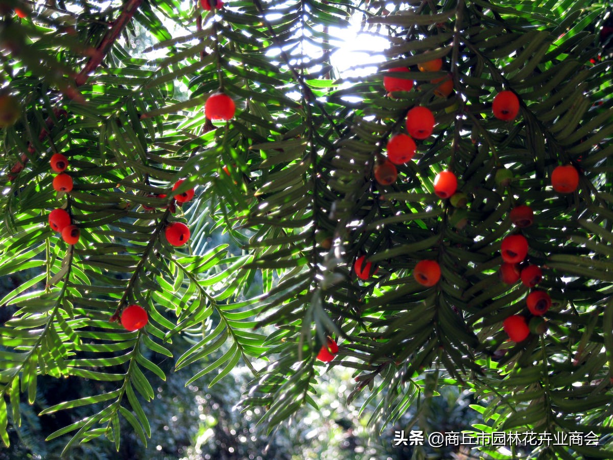 红豆杉叶子发黄是什么原因引起的,红豆杉叶子发黄了怎么回事