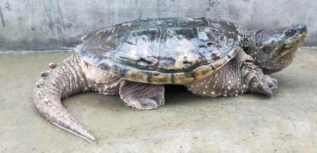 北美鳄龟和杂佛鳄龟分别的优势,北美鳄龟和佛鳄的区别谁更凶