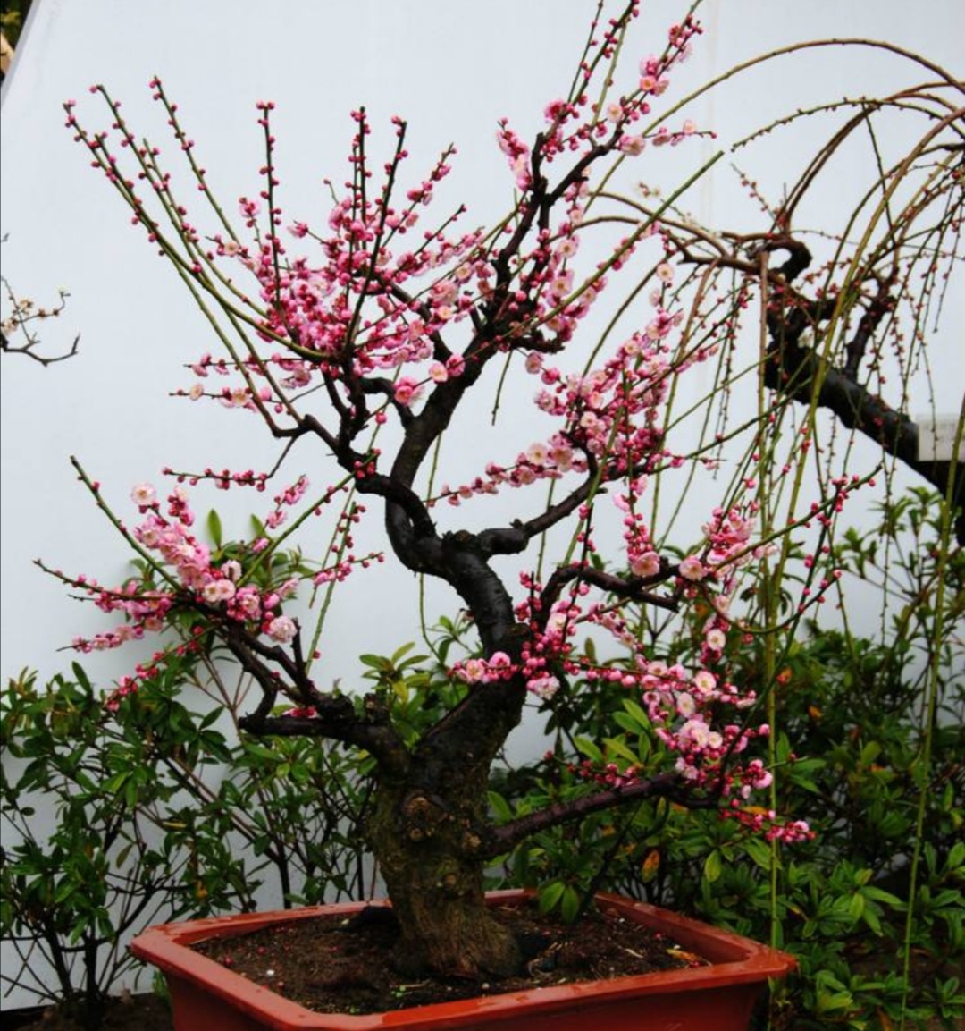 梅花开花少、不开花，应注重5个细节，春节前后就能开花满枝