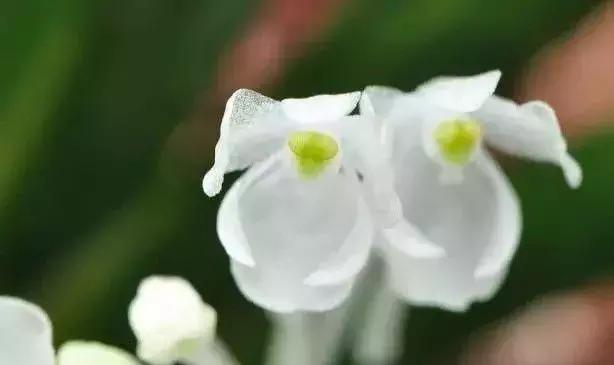 五种最具欣赏价值的兰花,欣赏史上最全的兰花