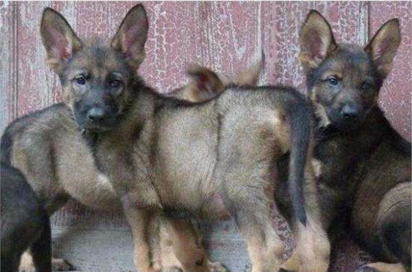 在你挑选昆明犬幼犬外貌时，你应掌握这些常识