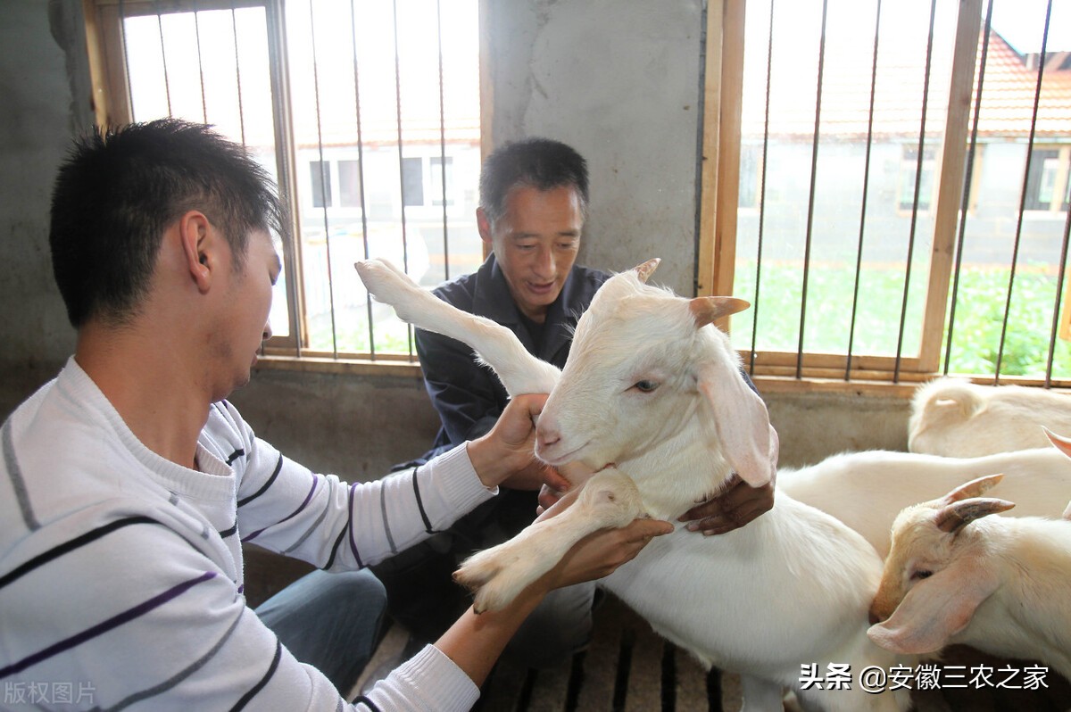 他用三年时间，克服了羔羊“瘫软病”，这个贡献只有养殖人知道