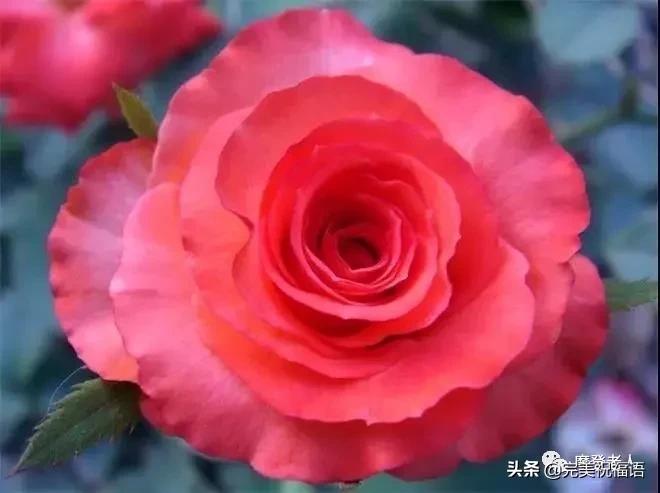 大年初三群相册，有群的都看看，太美了，这辈子见一次值了