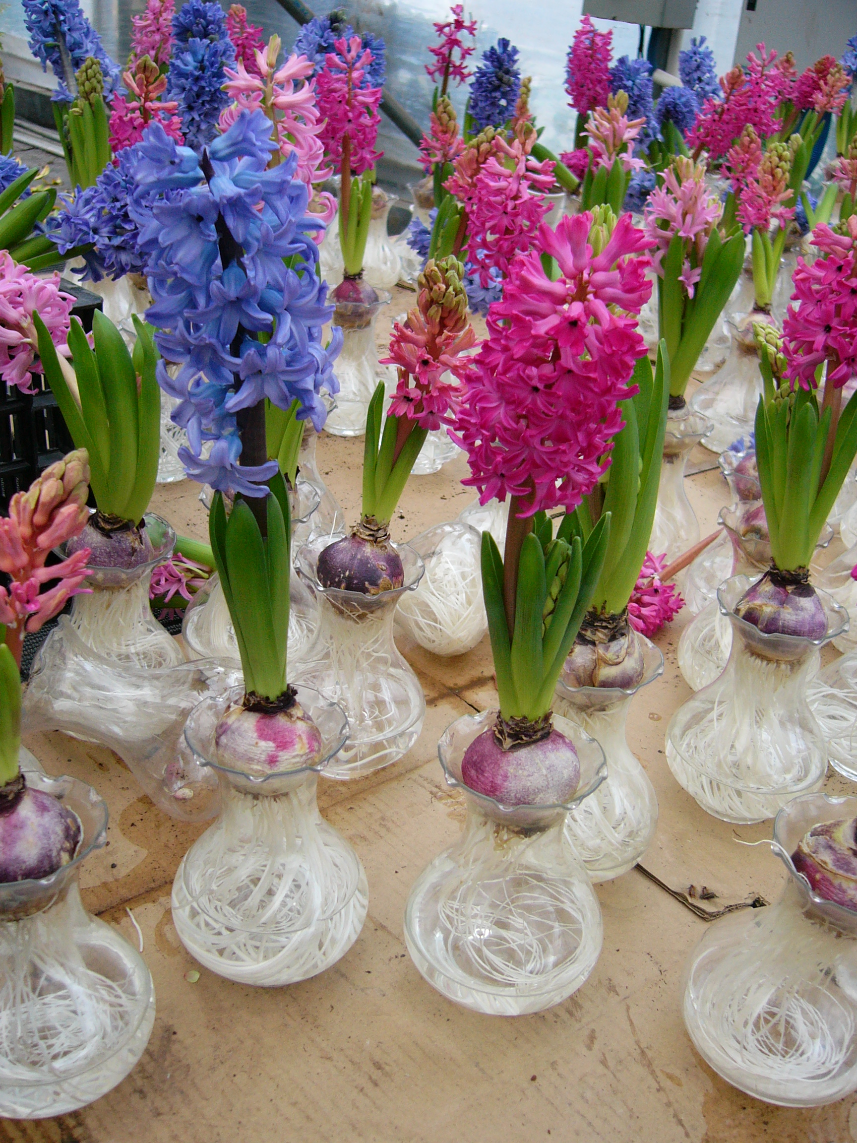 什么花可以养在水里？园艺师教你，8种“水生花”，怎么都泡不烂