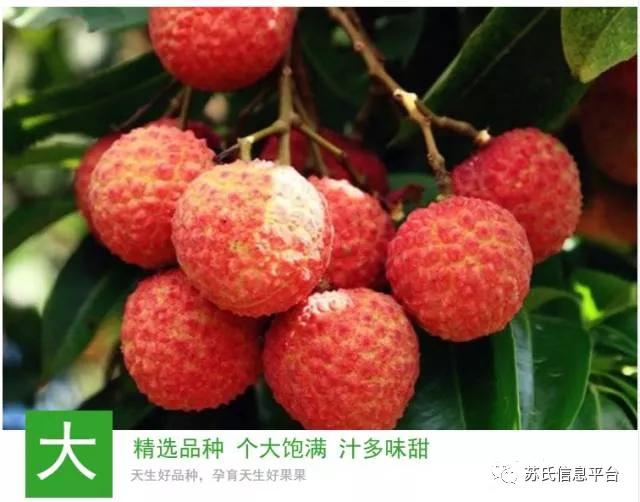 「苏商名片」茂名苏氏土特产有限公司「新品上市…快」