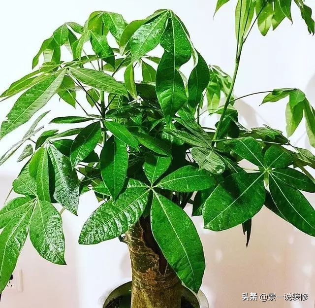 搬家入新宅适合送什么植物,搬家送礼物送什么盆栽最合适