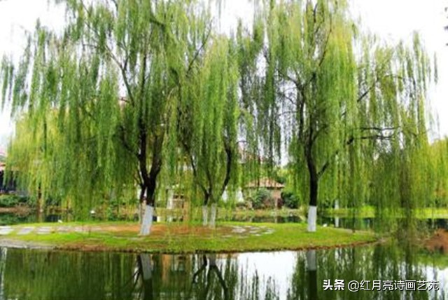 红月亮诗画艺苑作者,红月亮诗歌作品欣赏