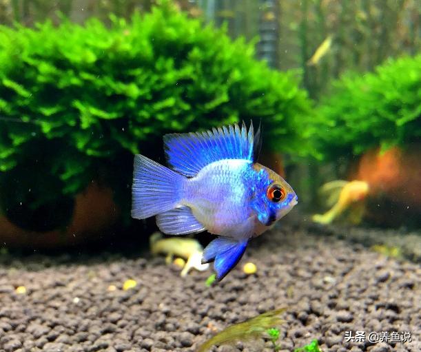 水族馆如何挑到好鱼,去水族店挑什么鱼比较好