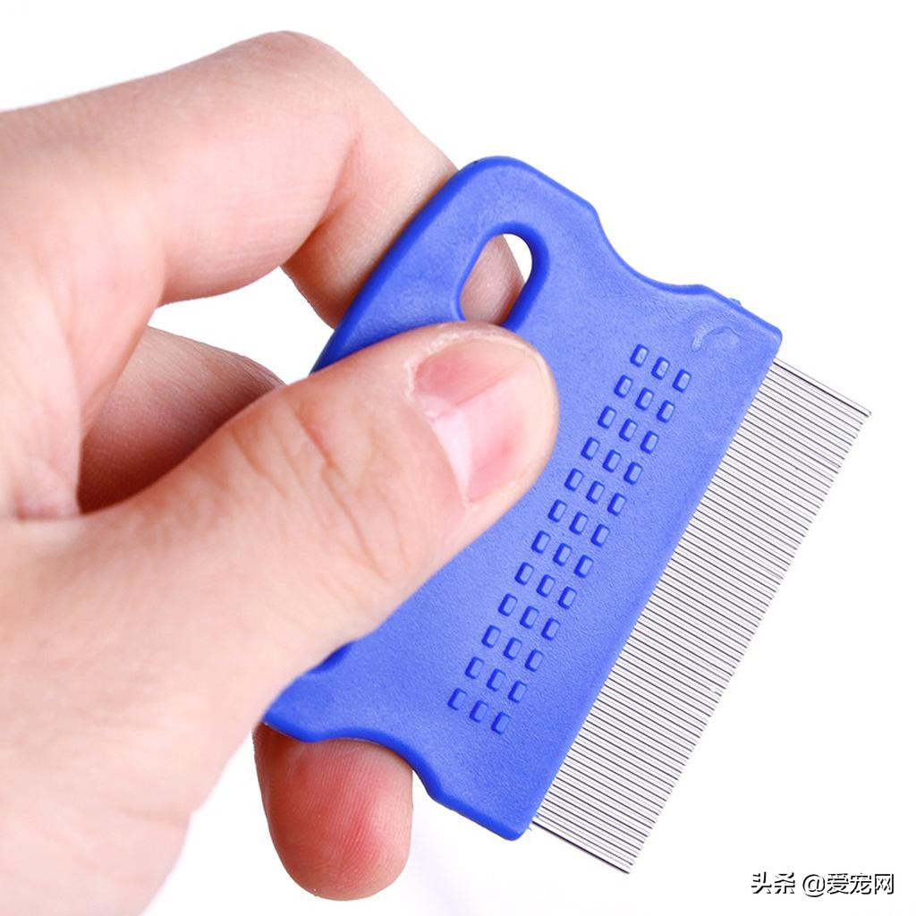 猫咪跳蚤怎么根除,猫咪有跳蚤教你根除跳蚤的方法