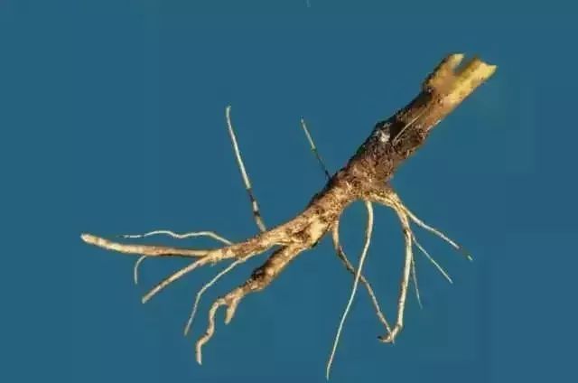 4300年前农作物有什么,几千年前的各种蔬菜水果