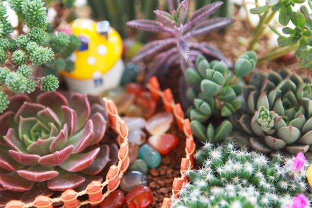 光照不够怎么养肉肉,光照不足能养兰花吗怎么养