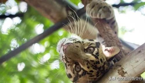 中国“小剑齿虎”，地上吃野猪、上树吃猴，挺过640万年今濒危！