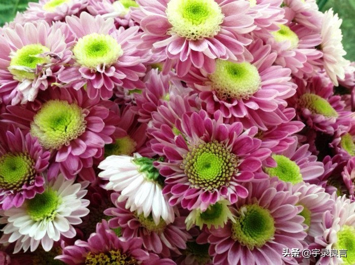 最新早安励志语录句句激励人心,励志阳光正能量文案早安