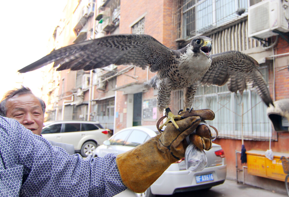 3年杀1.2万只“黄大仙”,被罚960万,其实农民这几种行为也违法