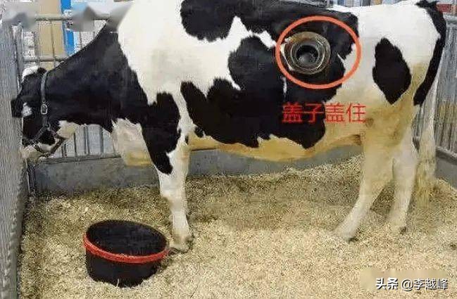 美国养牛为什么要在牛身上挖洞,美国人养牛在牛身上开洞是真的吗