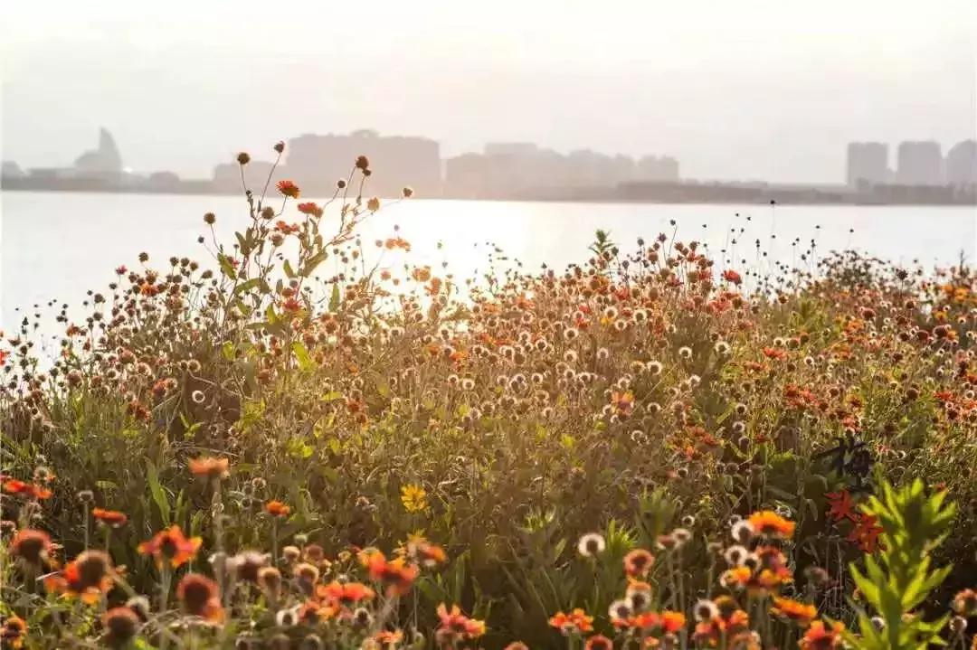 市区出发1h藏着一个“绿岛”？赛车、帆船…梅山原来如此洋气！