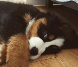 可爱可奶呆萌的小奶狗,可爱呆萌小奶狗