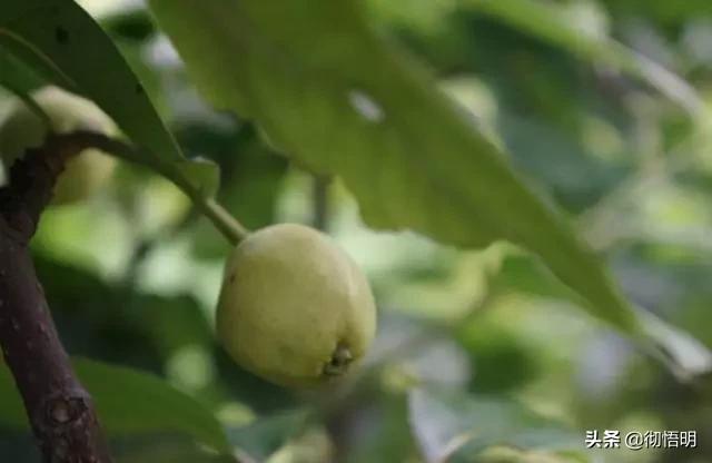 江苏旅游西山岛攻略图文,内湖洞庭西山岛