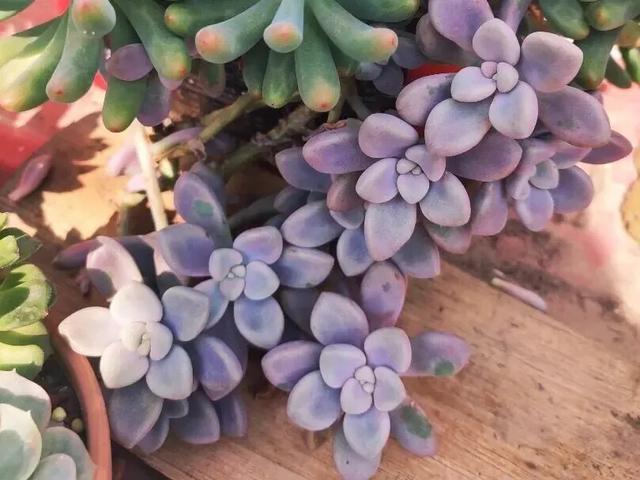 家里养的多肉长大了怎么办,家里的多肉土干的很快