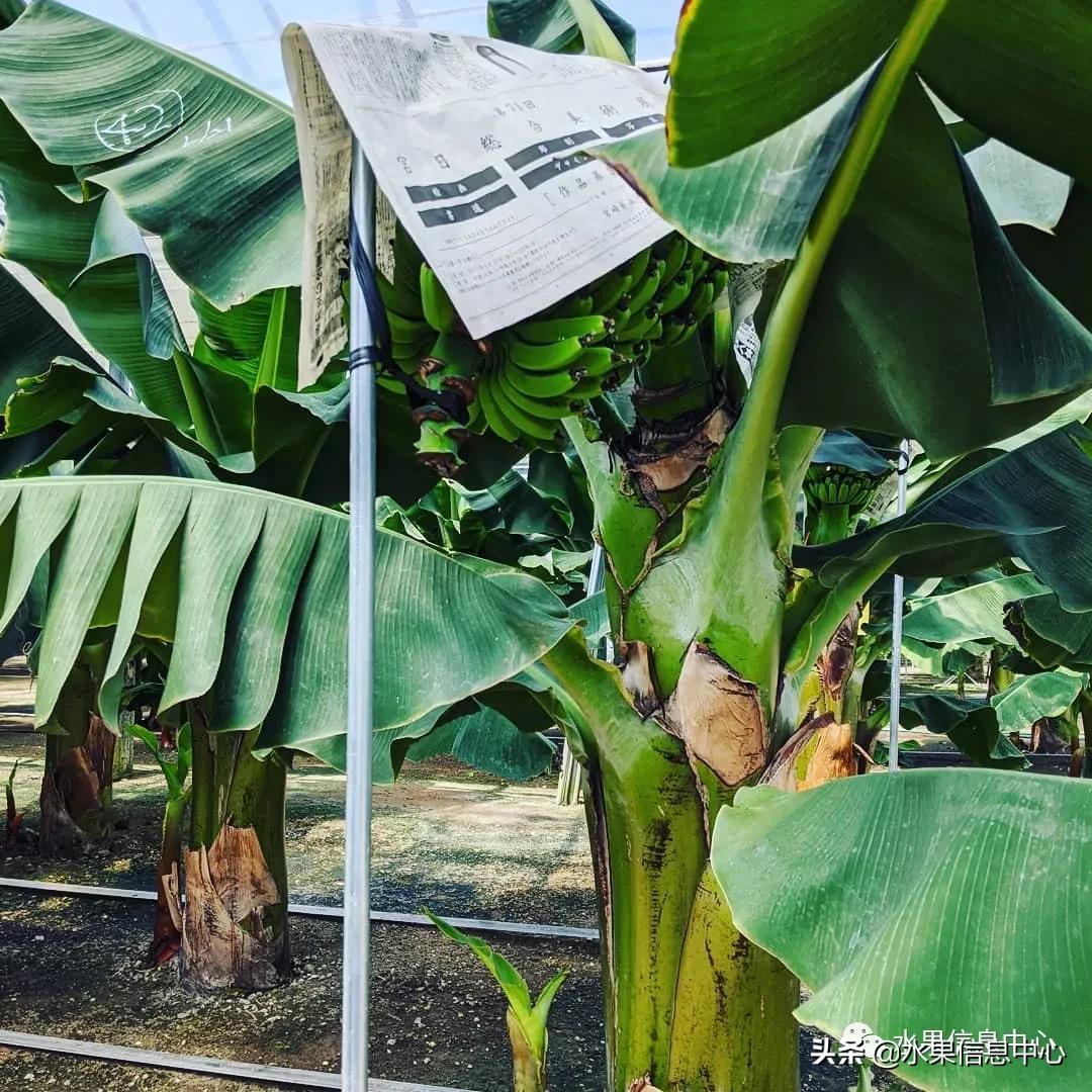 日本农业发达到什么程度？荔枝、香蕉、菠萝竟然用温室来种