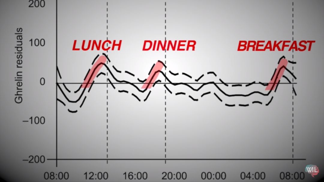 细胞饥饿疗法,细胞饥饿对细胞周期的影响